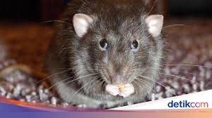Cara halau tikus cara islam. Sederhana Banget Ini Cara Mengusir Tikus Paling Ampuh