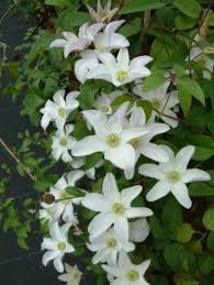 The roots and base of the plant should be shaded. Clematis Huldine Verschoor Horticulture