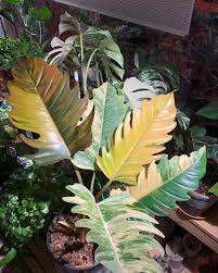 Philodendron Caramel Marble I 2020 Krukvaxter Gron