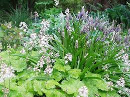 Image result for Hartliella