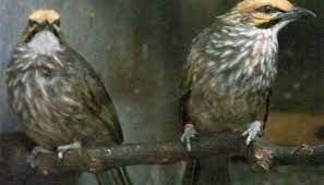 Kenali Tingkat Kualitas Suara Cucak Rowo Anda Sebelum Dinilai Juri Lomba Burung