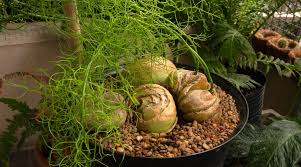 Image result for Bowiea volubilis