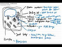 Check spelling or type a new query. Biologi Bab 2 Bahagian 3 Struktur Sel Tumbuhan Dan Fungsi Spm Tingkatan 4 Youtube