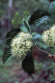 Image result for Pavetta uniflora