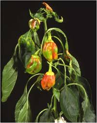 Image result for Tragus pedunculatus