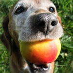 Also avoid sausages, sausage meat and cooked manufactured or deli meats as they can contain sulphite preservatives. Can Dogs Eat Sausage 2021 Guide