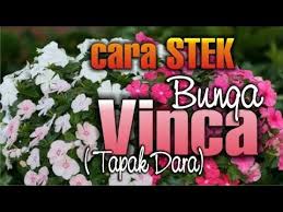 Cara budidaya vinca (tutorial lengkap). Cara Stek Bunga Vinca Tapak Dara Youtube