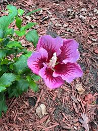 Image result for Hibiscus syriacus Violet Clair Double