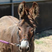 Extra Resources Donkey All Breeds Society Of Australia