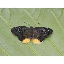 Image result for Trichoneura