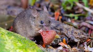 Mäuse sind nicht nur störend sondern sie stellen ein massives gesundheitsrisiko dar. Wie Werde Ich Mause Los Mauseabwehr In Haus Garten Herold At