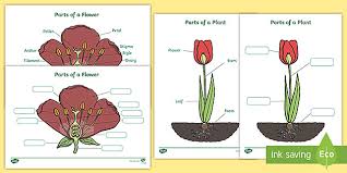 This worksheet contains information about flowers, their structure, the difference between male and female flowers and how flowers are used in plant reproduction. Ks1 Labelling Parts Of A Plant Worksheet Teacher Made