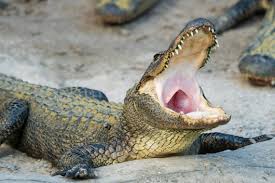 Alligator Grabs Dog Florida Man Grabs Gator To Save Pet Miami Herald