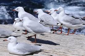 Sowohl möwen als auch albatros sind wichtige vogelarten, die um das meer leben. Animal Bird Seagull Beak Flock Gulls Waterfowl Albatross Piqsels