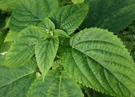 Image result for Laportea alatipes