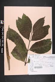 Image result for Funtumia africana