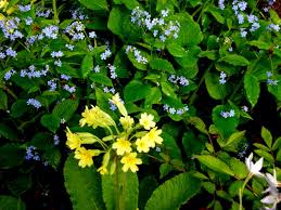 Look for primula allionii species and cultivars for. Primula Belarina Series Carolyn S Shade Gardens