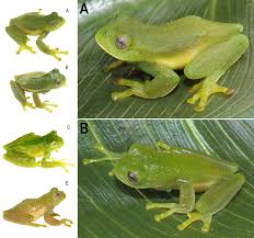 Image result for Centrolene heloderma