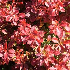 Image result for Thunbergia laborans