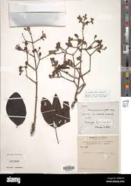 Image result for Stereospermum kunthianum