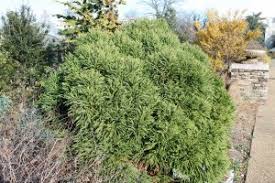 Check spelling or type a new query. Cryptomeria Globosa Nana Garden Housecalls