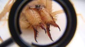 Camel spiders have become famous since the beginning of the 2000s, when the first american soldiers entered iraq. Camel Spider Facts And Beyond Biology Dictionary