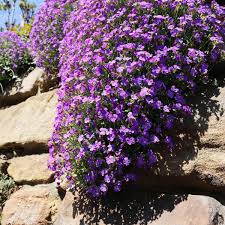 But with many, you can expect pinkish flowers, that deepen to rust red or purple as the season progresses. 23 Sun Loving Perennials Every Garden Needs Gardening