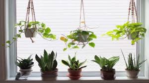 Tips menata pot tanaman di teras rumah 1. Agar Rumah Terlihat Segar Begini Cara Menata Tanaman Hias Yang Benar Humairoh Com