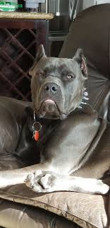85 Roman Dog Names Corso Dog Cane Corso Dog Dog Names