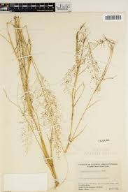 Image result for Eragrostis cylindriflora