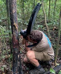 Image result for Carex steudneri