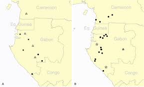 Image result for Oncinotis