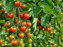 It is popular as a snack and in salads. What Are Determinate And Indeterminate Tomatoes