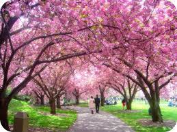 Couples Canopy Blossom Garden Cherry Trees Garden Cherry Blossom Festival