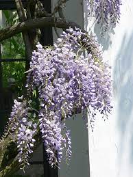 'texas purple' has large, pendulous clusters of sweetly fragrant, bluish purple blossoms in spring. Wisteria Floribunda Wikipedia