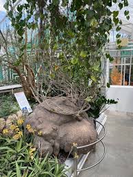 Image result for Gerrardanthus lobatus