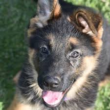 Clarochel German Shepherd Dogs Home Facebook