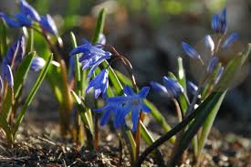 A flower bulb is composed of five major parts, according to the university of illinois extension. 6 Splendid Blue Flowering Bulbs