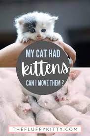 My Cat Had Kittens Can I Move Them Cat Having Kittens Kitten Care Kittens