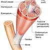 Smooth muscle fibers do not have their myofibrils arranged in strict patterns as in striated muscle, thus no distinct striations are observed in smooth muscle cells under the microscopical examination. Https Encrypted Tbn0 Gstatic Com Images Q Tbn And9gcqqlgbul8ddnxoi5 1e0vjtupasrcs4duenr6en4mrhehosmd6l Usqp Cau