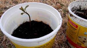 How To Grow An Avocado Tree Easy Way Using Soil And Pit Youtube Growing An Avocado Tree Avocado Tree Grow Avocado