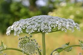 Image result for Heracleum