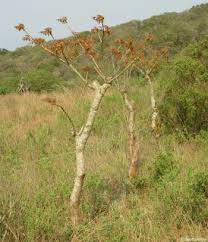 Image result for Commiphora viminea