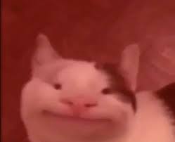 Pin On Meow Meow Bitxh