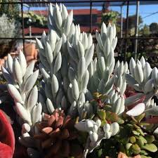 Image result for Senecio letouzeyanus
