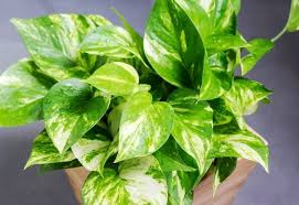 We did not find results for: 20 Great Low Light Indoor Plants For North Facing Windows
