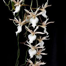 Image result for Aerangis kotschyana