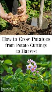 These Tips On How To Grow Potatoes Include How To Plant Potatoes How To Grow Potatoes In Containers How Planting Potatoes Growing Potatoes Container Potatoes