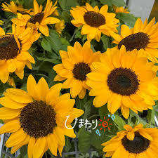 兵庫県三宮の花屋ならフラワーショップ潤
