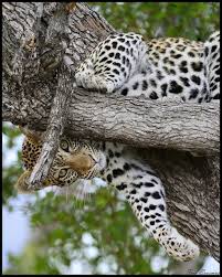Nature Wildlife Photos Of The Week Wildography Safaris Big Cats Animals Wild Cats